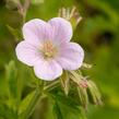 Kakost lesní 'Roseum' - Geranium sylvaticum 'Roseum'