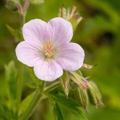 Kakost lesní 'Roseum' - Geranium sylvaticum 'Roseum'