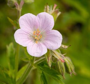 Kakost lesní 'Roseum' - Geranium sylvaticum 'Roseum'