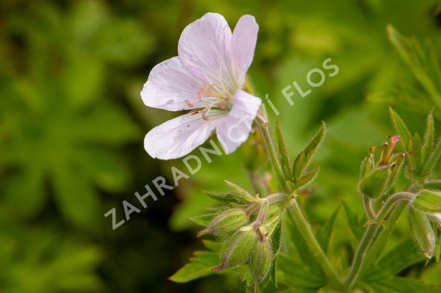 Kakost lesní 'Roseum' - Geranium sylvaticum 'Roseum'
