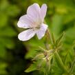 Kakost lesní 'Roseum' - Geranium sylvaticum 'Roseum'