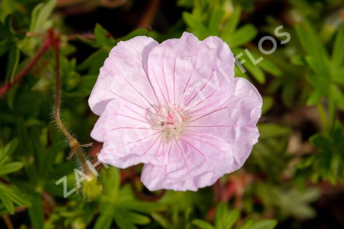 Kakost krvavý 'Striatum Lancastrie' - Geranium sanguineum 'Striatum Lancastrie'