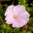 Kakost krvavý 'Striatum Lancastrie' - Geranium sanguineum 'Striatum Lancastrie'