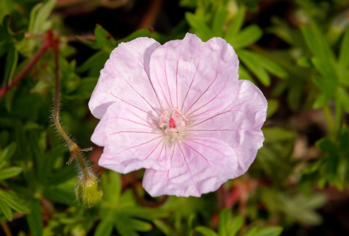 Kakost krvavý 'Striatum Lancastrie' - Geranium sanguineum 'Striatum Lancastrie'
