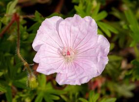 Kakost krvavý 'Striatum Lancastrie' - Geranium sanguineum 'Striatum Lancastrie'