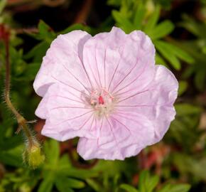 Kakost krvavý 'Striatum Lancastrie' - Geranium sanguineum 'Striatum Lancastrie'