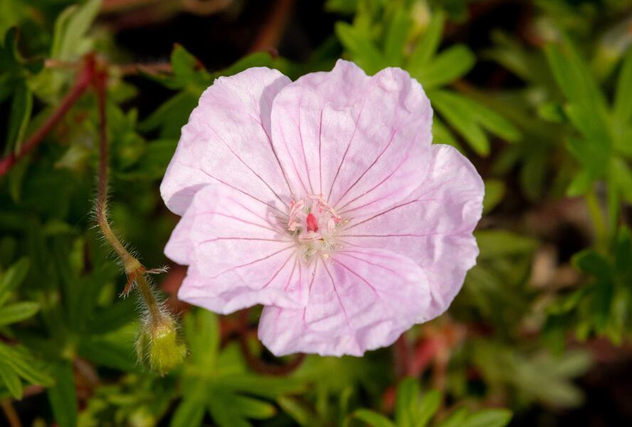 Kakost krvavý 'Striatum Lancastrie' - Geranium sanguineum 'Striatum Lancastrie'