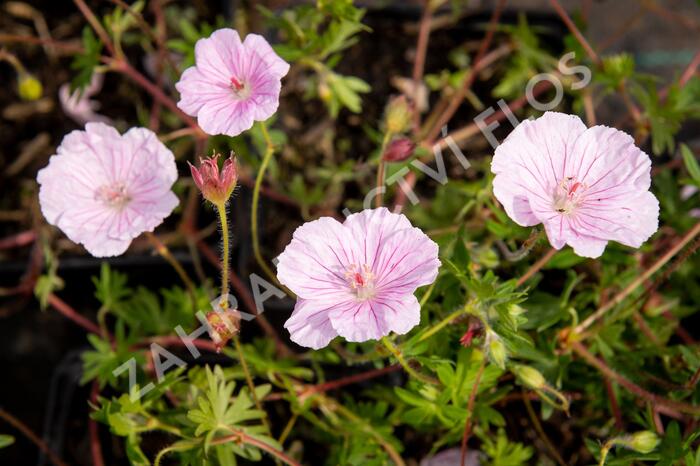 Kakost krvavý 'Striatum Lancastrie' - Geranium sanguineum 'Striatum Lancastrie'