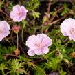 Kakost krvavý 'Striatum Lancastrie' - Geranium sanguineum 'Striatum Lancastrie'