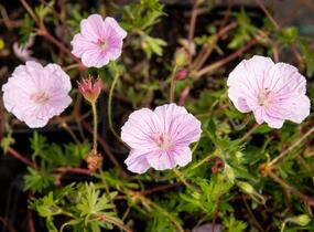 Kakost krvavý 'Striatum Lancastrie' - Geranium sanguineum 'Striatum Lancastrie'
