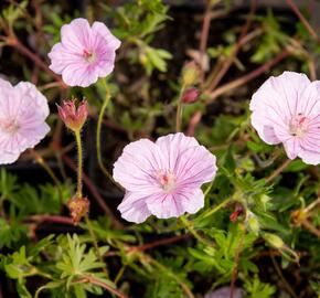 Kakost krvavý 'Striatum Lancastrie' - Geranium sanguineum 'Striatum Lancastrie'