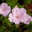 Kakost krvavý 'Striatum Lancastrie' - Geranium sanguineum 'Striatum Lancastrie'