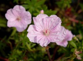 Kakost krvavý 'Striatum Lancastrie' - Geranium sanguineum 'Striatum Lancastrie'