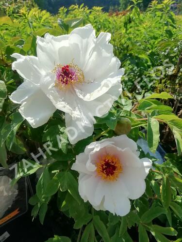 Pivoňka dřevitá 'Xue Ta' - Paeonia suffruticosa 'Xue Ta'