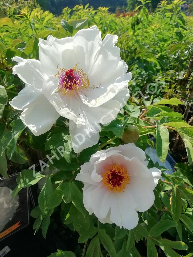 Pivoňka dřevitá 'Xue Ta' - Paeonia suffruticosa 'Xue Ta'
