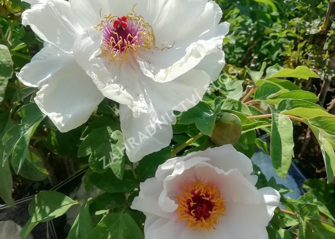 Pivoňka dřevitá 'Xue Ta' - Paeonia suffruticosa 'Xue Ta'