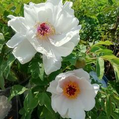 Pivoňka dřevitá 'Xue Ta' - Paeonia suffruticosa 'Xue Ta'