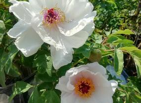 Pivoňka dřevitá 'Xue Ta' - Paeonia suffruticosa 'Xue Ta'