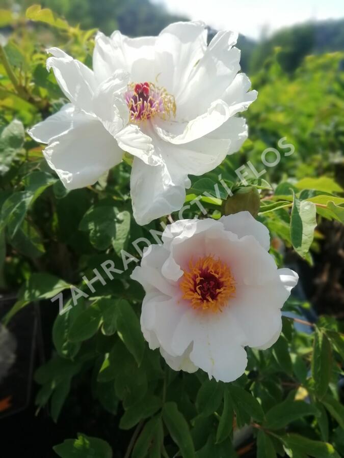 Pivoňka dřevitá 'Xue Ta' - Paeonia suffruticosa 'Xue Ta'