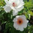 Pivoňka dřevitá 'Xue Ta' - Paeonia suffruticosa 'Xue Ta'