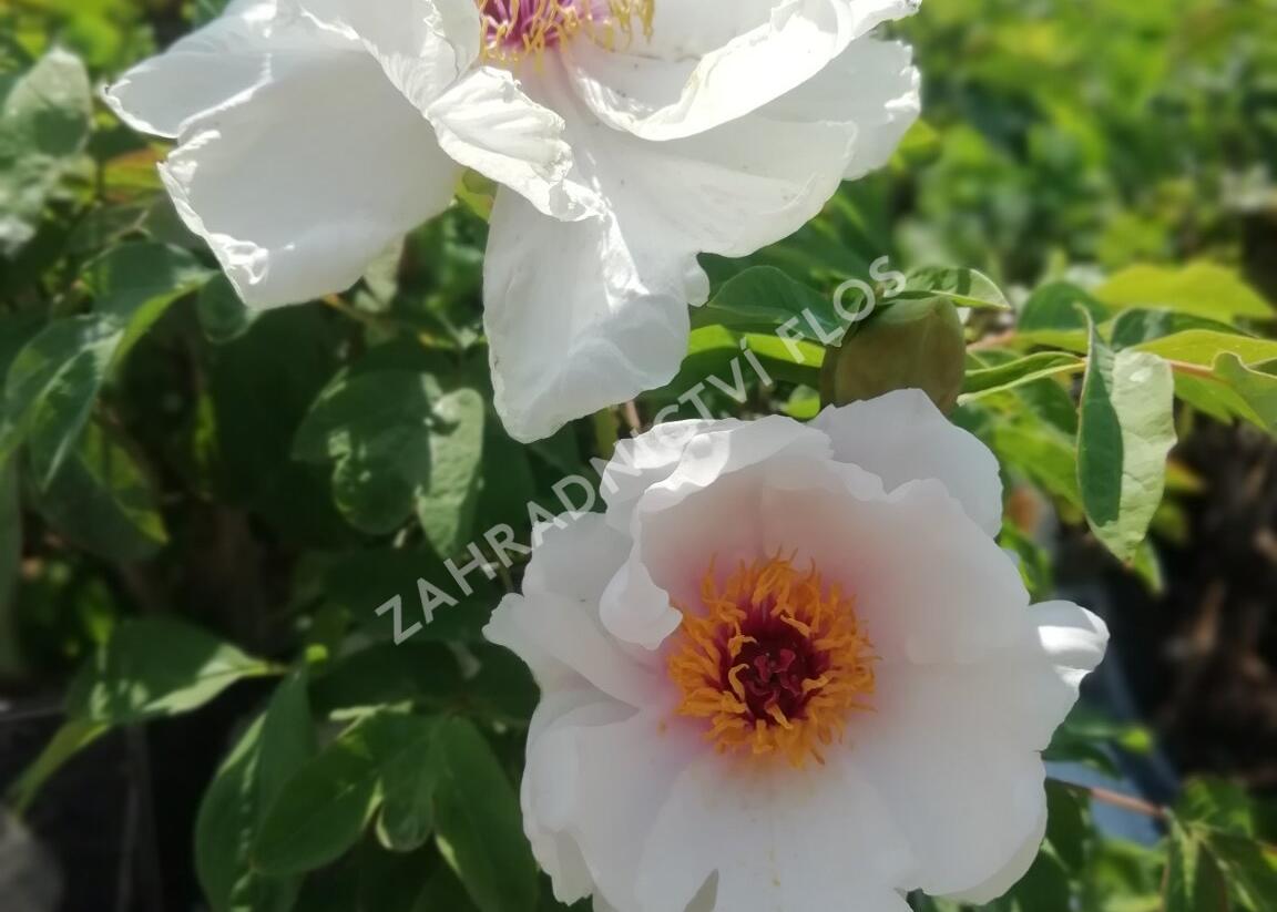 Pivoňka dřevitá 'Xue Ta' - Paeonia suffruticosa 'Xue Ta'