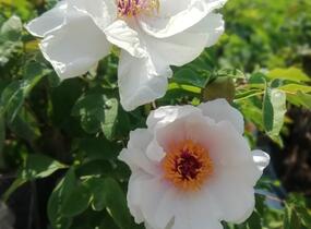 Pivoňka dřevitá 'Xue Ta' - Paeonia suffruticosa 'Xue Ta'