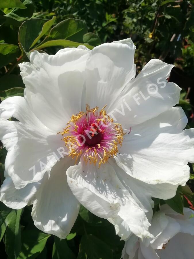 Pivoňka dřevitá 'Xue Ta' - Paeonia suffruticosa 'Xue Ta'