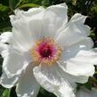 Pivoňka dřevitá 'Xue Ta' - Paeonia suffruticosa 'Xue Ta'