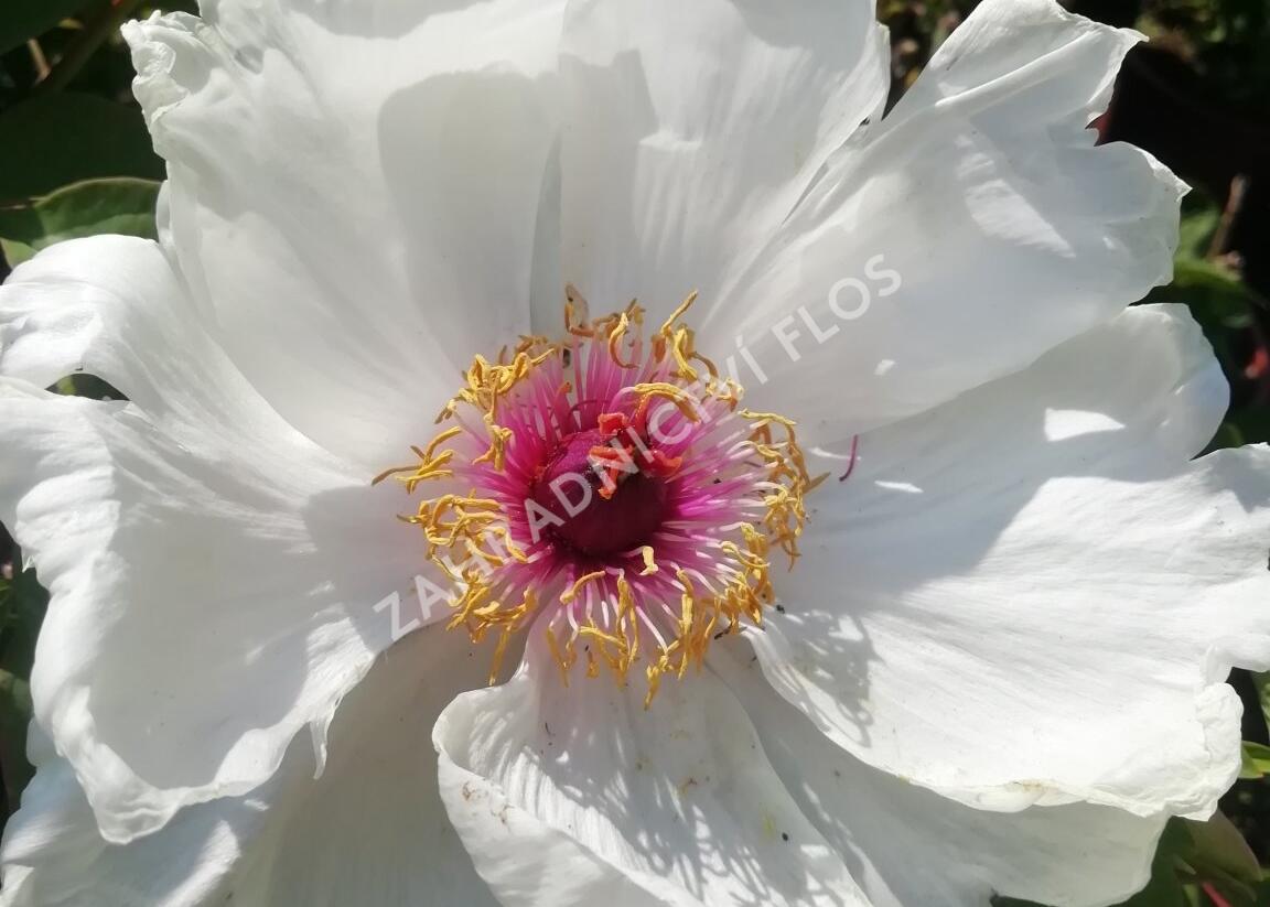 Pivoňka dřevitá 'Xue Ta' - Paeonia suffruticosa 'Xue Ta'