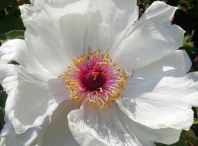 Pivoňka dřevitá 'Xue Ta' - Paeonia suffruticosa 'Xue Ta'