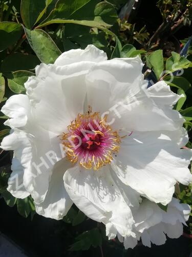 Pivoňka dřevitá 'Xue Ta' - Paeonia suffruticosa 'Xue Ta'
