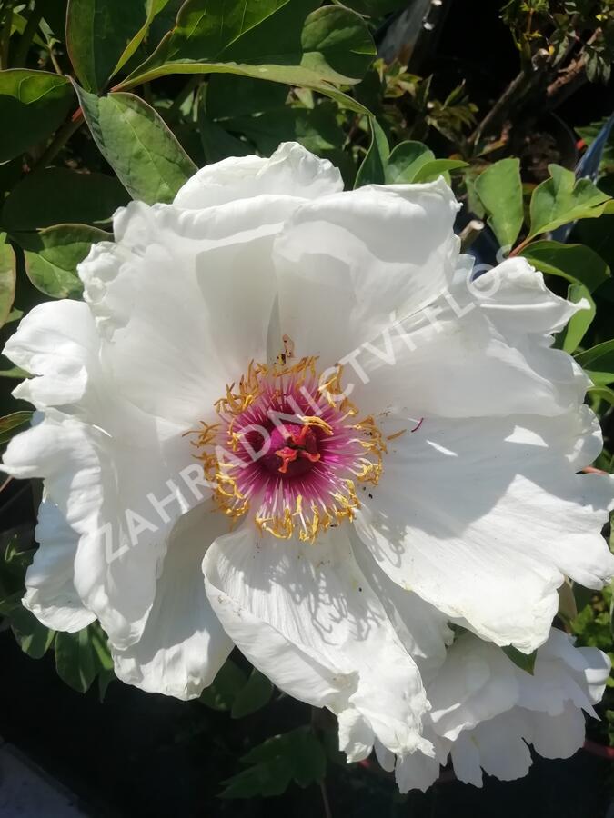 Pivoňka dřevitá 'Xue Ta' - Paeonia suffruticosa 'Xue Ta'