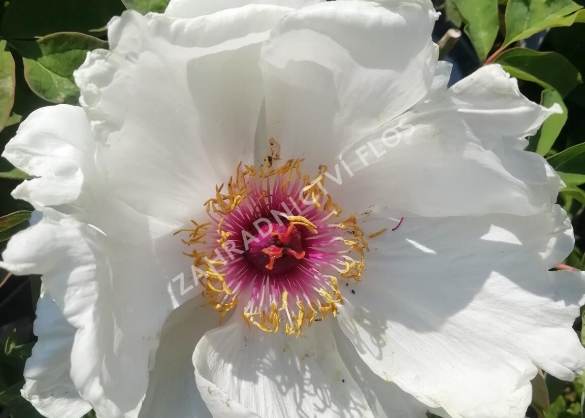 Pivoňka dřevitá 'Xue Ta' - Paeonia suffruticosa 'Xue Ta'