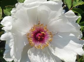 Pivoňka dřevitá 'Xue Ta' - Paeonia suffruticosa 'Xue Ta'