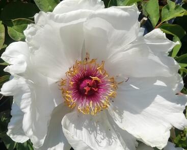 Pivoňka dřevitá 'Xue Ta'