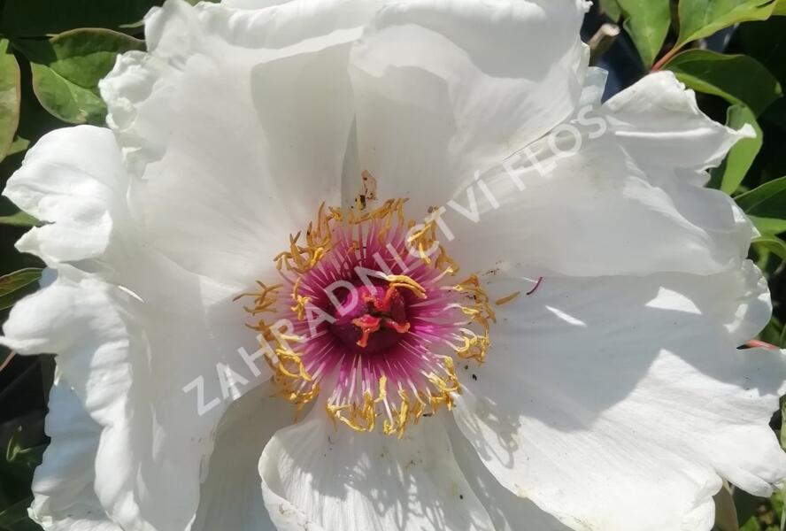 Pivoňka dřevitá 'Xue Ta' - Paeonia suffruticosa 'Xue Ta'