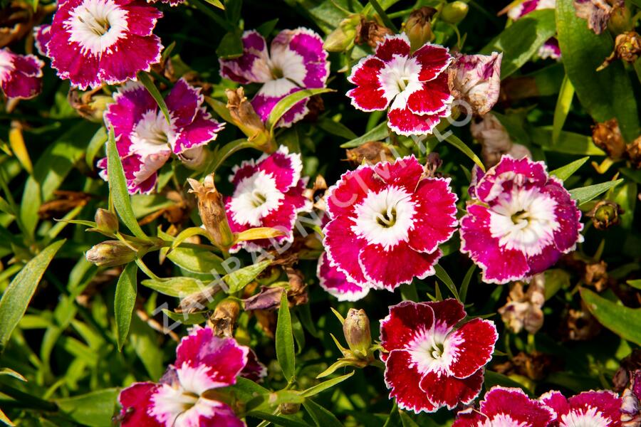 Hvozdík pyšný 'Olivia Sweet' - Dianthus superbus 'Olivia Sweet'