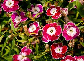 Hvozdík pyšný 'Olivia Sweet' - Dianthus superbus 'Olivia Sweet'
