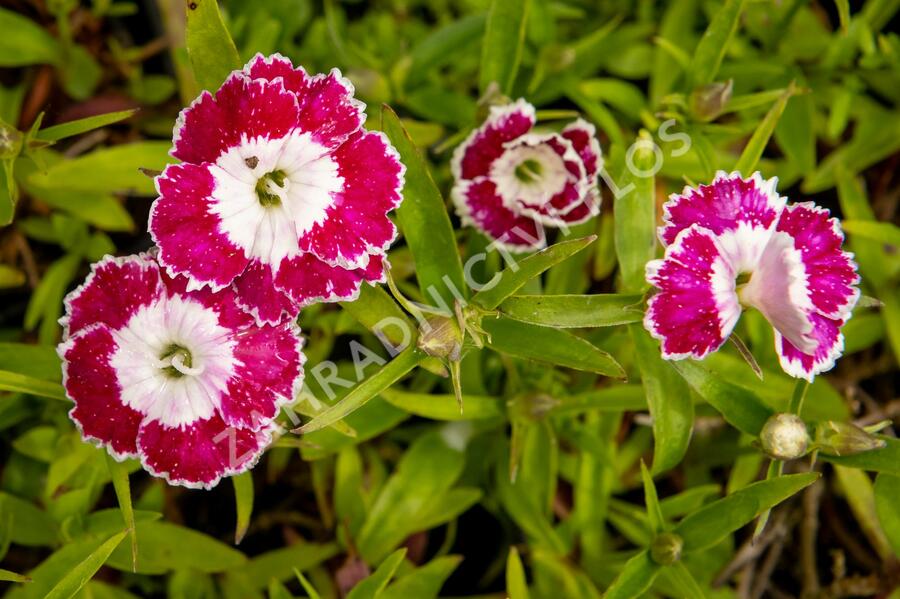 Hvozdík pyšný 'Olivia Sweet' - Dianthus superbus 'Olivia Sweet'