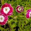 Hvozdík pyšný 'Olivia Sweet' - Dianthus superbus 'Olivia Sweet'