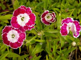 Hvozdík pyšný 'Olivia Sweet' - Dianthus superbus 'Olivia Sweet'