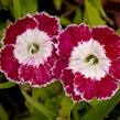 Hvozdík pyšný 'Olivia Sweet' - Dianthus superbus 'Olivia Sweet'