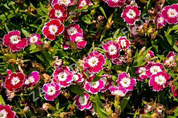 Hvozdík pyšný 'Olivia Sweet' - Dianthus superbus 'Olivia Sweet'