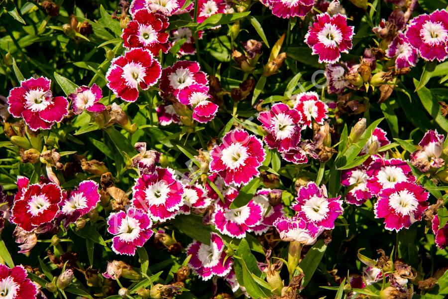 Hvozdík pyšný 'Olivia Sweet' - Dianthus superbus 'Olivia Sweet'