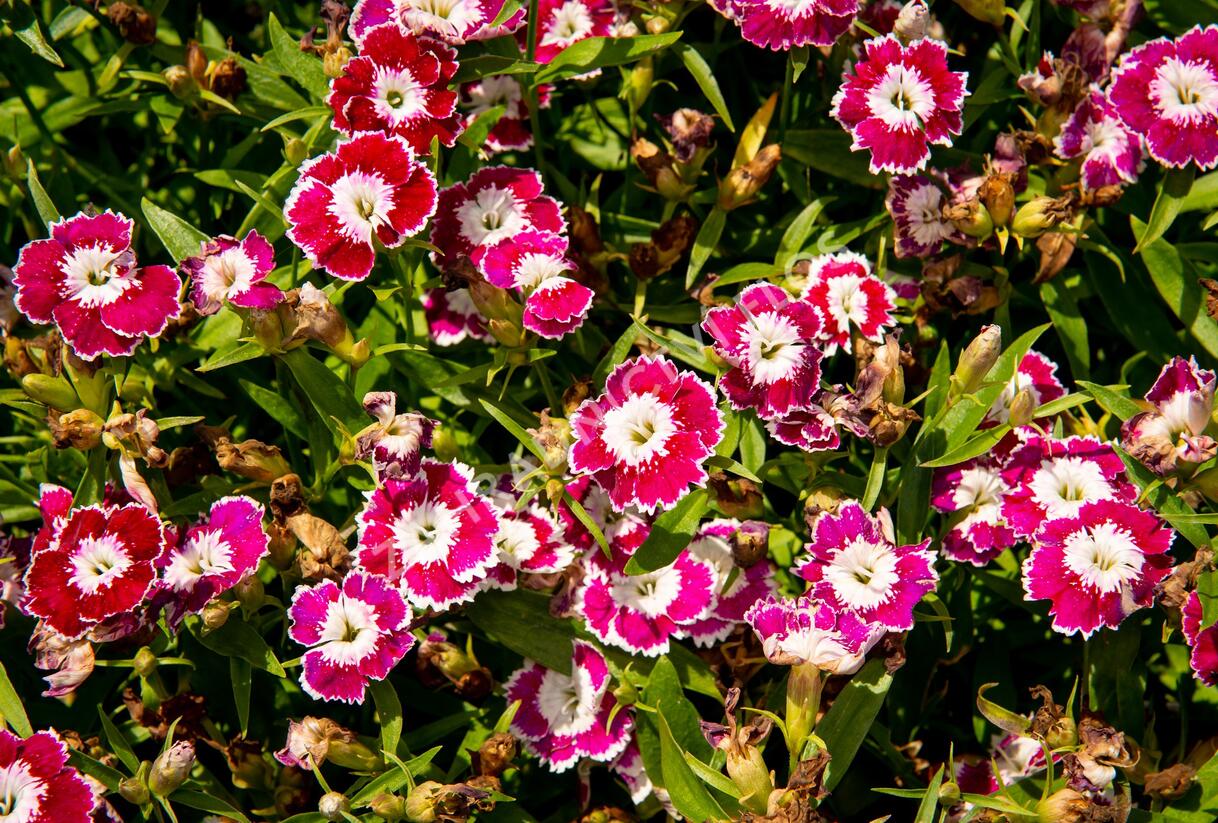 Hvozdík pyšný 'Olivia Sweet' - Dianthus superbus 'Olivia Sweet'