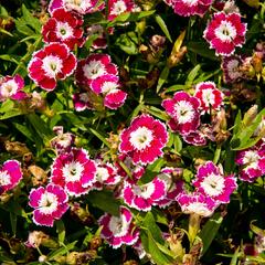 Hvozdík pyšný 'Olivia Sweet' - Dianthus superbus 'Olivia Sweet'