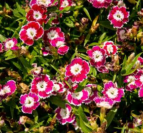 Hvozdík pyšný 'Olivia Sweet' - Dianthus superbus 'Olivia Sweet'