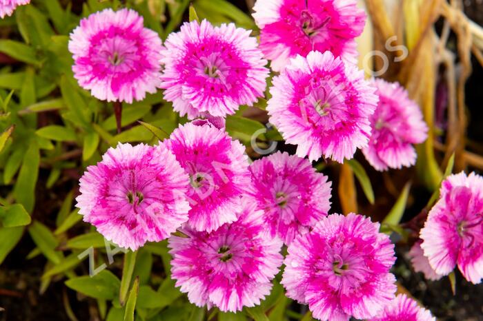 Hvozdík pyšný 'Olivia Wild' - Dianthus superbus 'Olivia Wild'