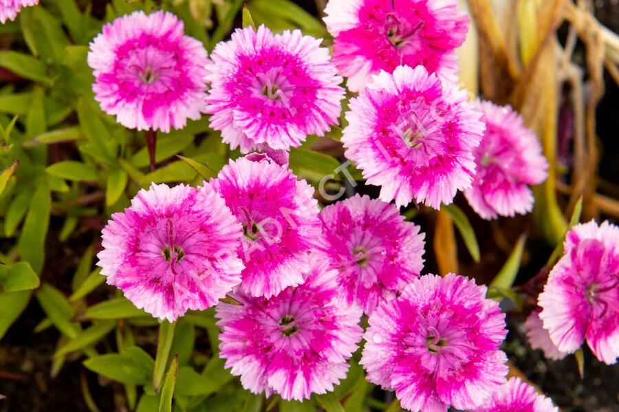 Hvozdík pyšný 'Olivia Wild' - Dianthus superbus 'Olivia Wild'