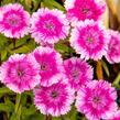 Hvozdík pyšný 'Olivia Wild' - Dianthus superbus 'Olivia Wild'